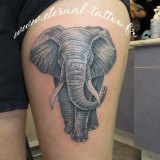 1-a-anim-elephant-cuisse